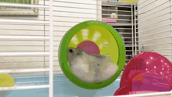 0.gif